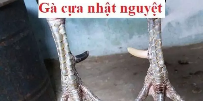 Gà Đá Cựa Nhật Nguyệt Là Gì? Trong Trận Đấu Sinh Tử Gà Đá Cựa Nhật Nguyệt Là Gì?