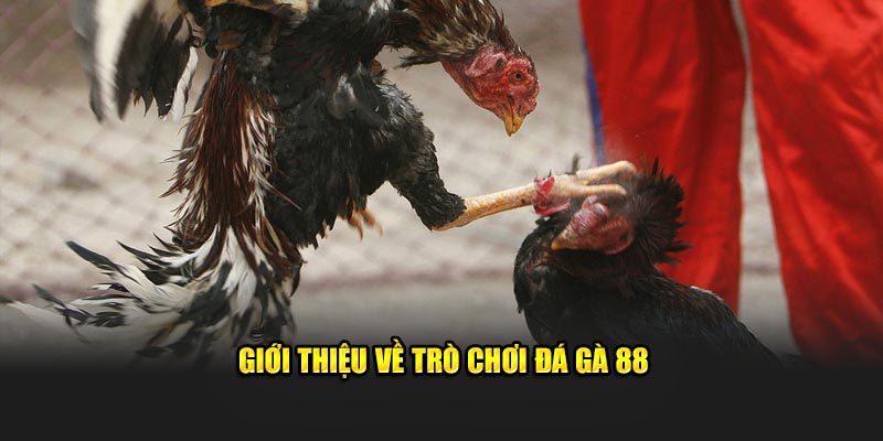 Đá Gà 88 Happyluke Trực Tiếp - Cược Nhanh, Thắng Lớn Đá Gà 88 Happyluke Trực Tiếp - Cược Nhanh, Thắng Lớn