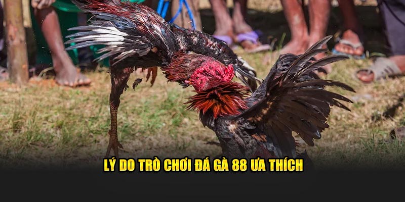 Đá Gà 88 Happyluke Trực Tiếp - Cược Nhanh, Thắng Lớn Lý do trò chơi Đá Gà 88 ưa thích